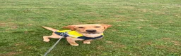 Labrador Retriever dogs for sale: Labrador Retriever (8 months) - Advert 1