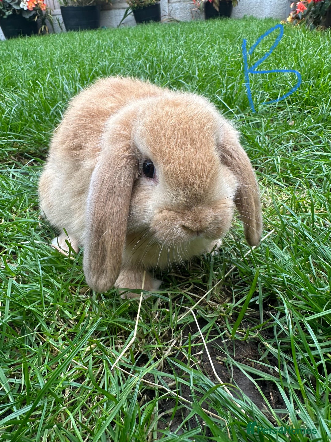 Mini Lop rabbits for sale: Mini Lop Rabbits For Sale  - Image 8