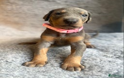 Dobermann dogs for sale: DOBERMAN PUPPIES (BOTH KC HEALTH TESTED PARENTS) - Image 15