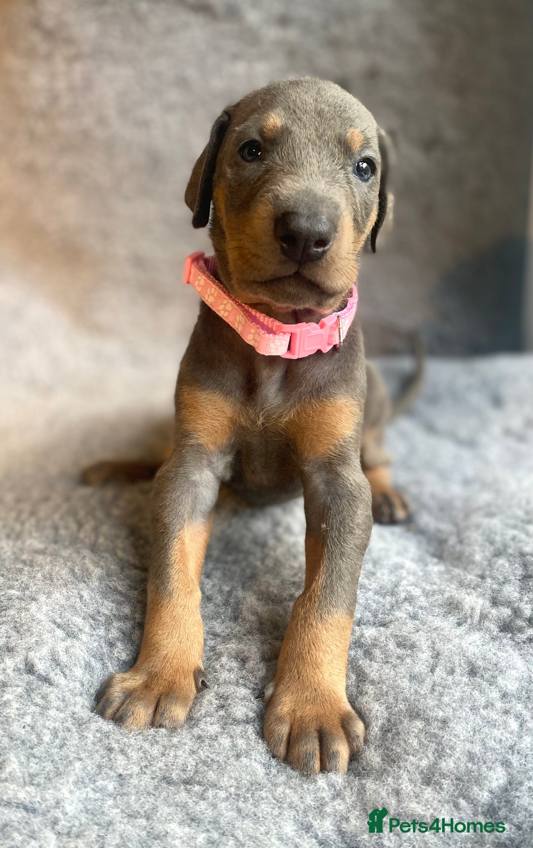 Dobermann dogs for sale: DOBERMAN PUPPIES (BOTH KC HEALTH TESTED PARENTS) - Image 15