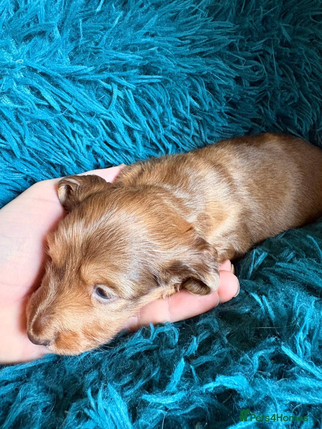 Dachshund dogs for sale: Miniature Smooth Haired Dachshunds  - Advert 14