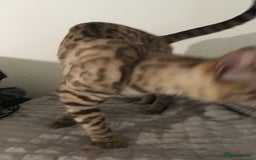 Bengal cats for sale: £100 if collected today MELANISTIC  - Image 3