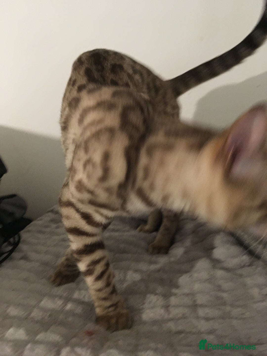 Bengal cats for sale: £100 if collected today MELANISTIC  - Image 3
