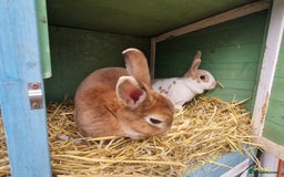 Rex rabbits for sale: Gorgeous breeding pair of mini rexes- £50 per pair - Image 4