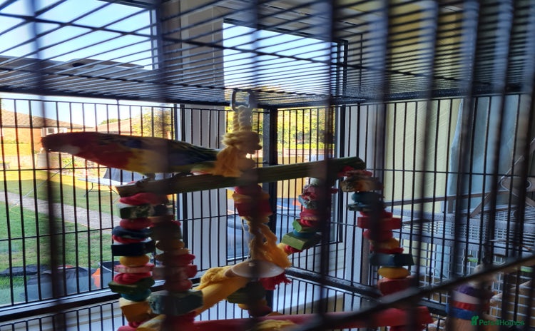 Parakeets birds - Advert 5