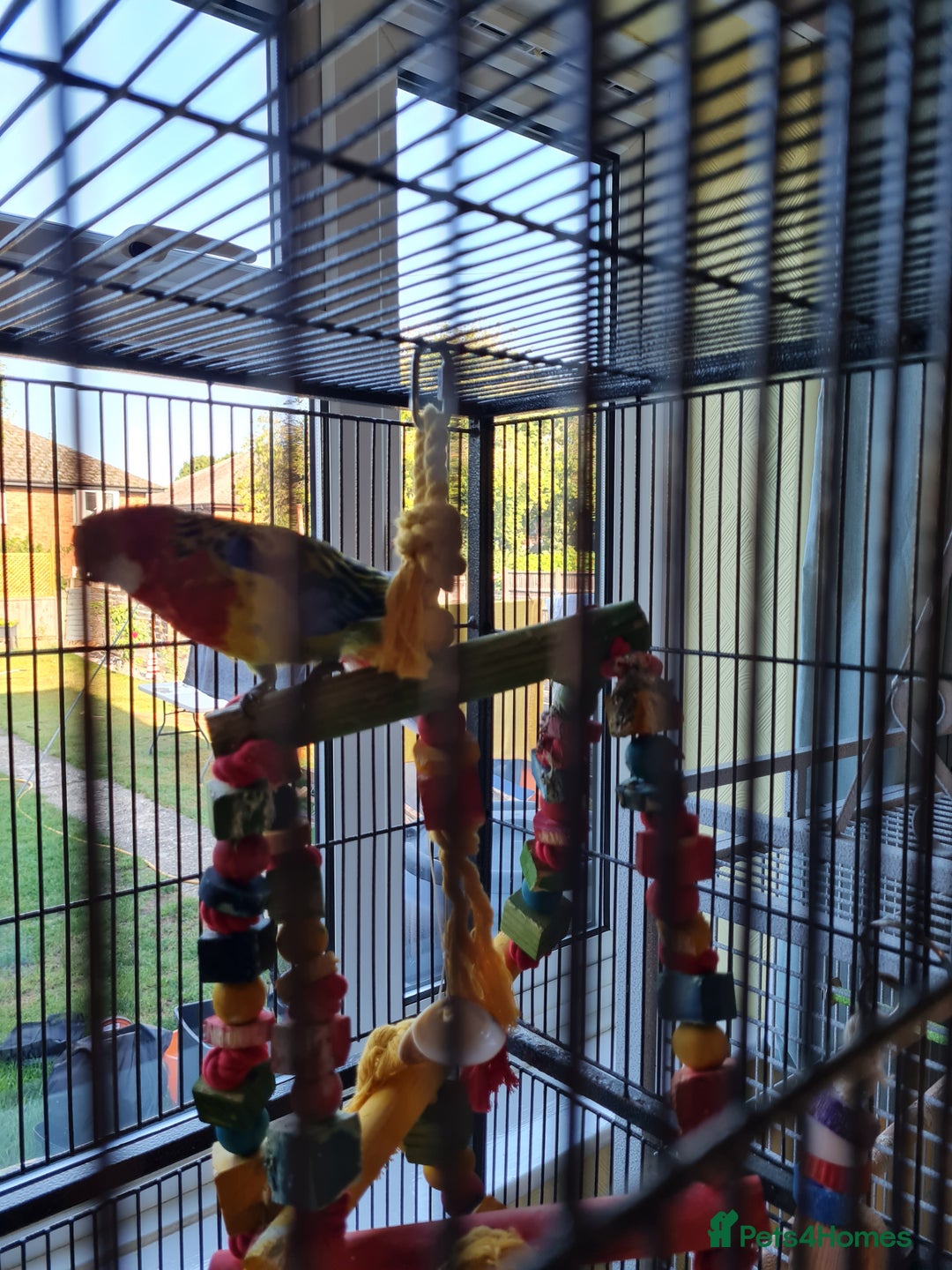 Parakeets birds for sale: Eatern Australian Rosella - Image 1