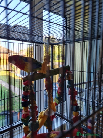 Parakeets birds - Advert 3