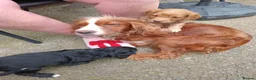 Cockapoo dogs for sale: Cockapoo puppies - Advert 11