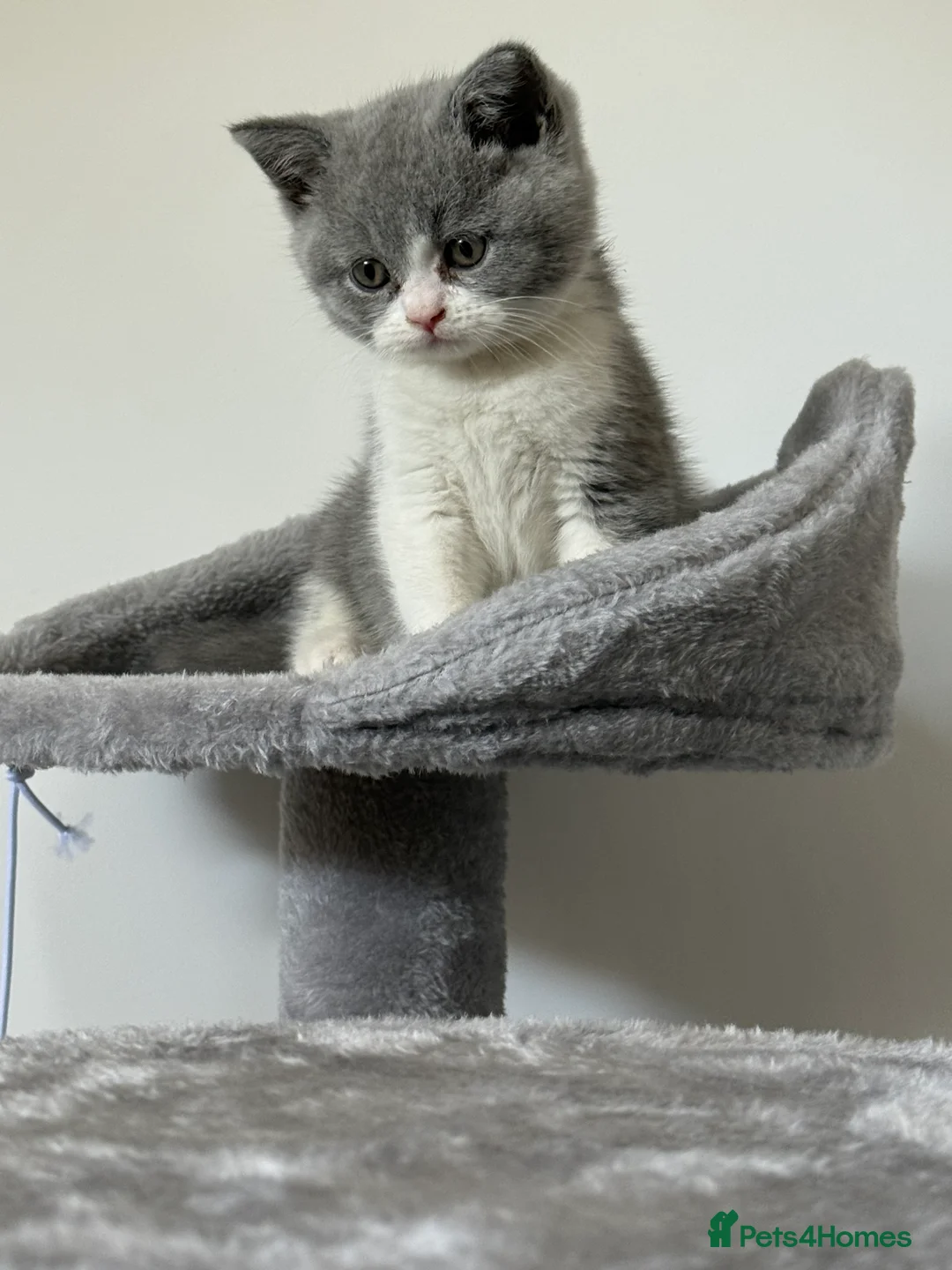 British Shorthair cats for sale: Bi coloured British short hair kitten  - Advert 2