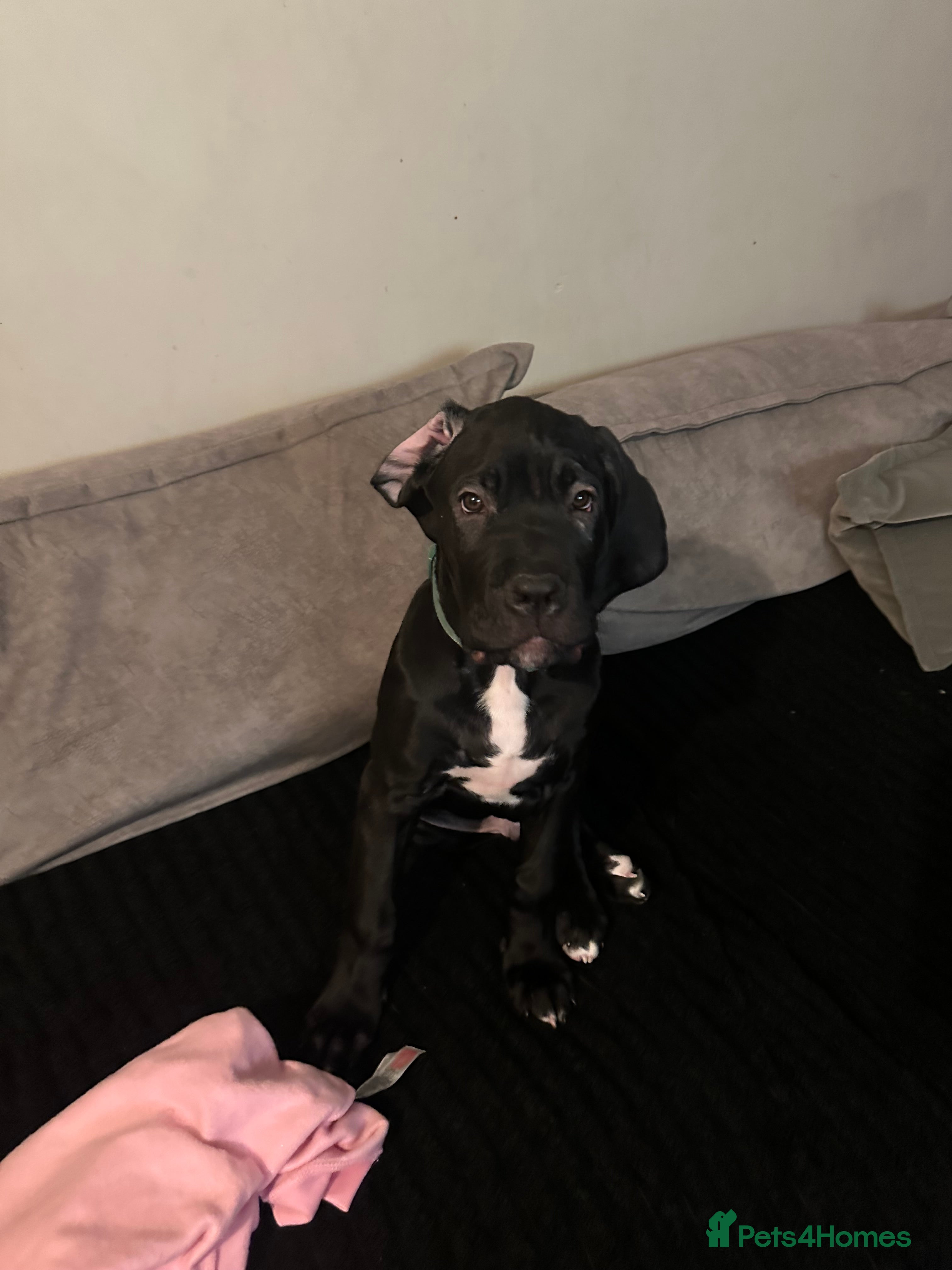 Mixed Breed dogs Cane corso/great Dane🐾 13weeks old - Advert 1