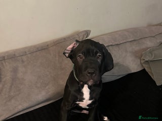 Mixed Breed dogs Cane corso/great Dane🐾 13weeks old - Advert 2