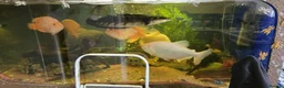 Other/Mixed Breed fish for sale: Various fish for sale in Wakefield - Advert 3