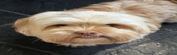 Shih Tzu dogs for stud: Archie the Shitzu available for stud  - Advert 4
