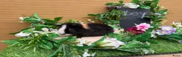 Guinea Pig rodents for sale: 5 baby male teddy guineapigs AVAILABLE  - Advert 14