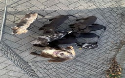 Mixed Breed dogs for sale: Cocker spaniel  - Advert 6