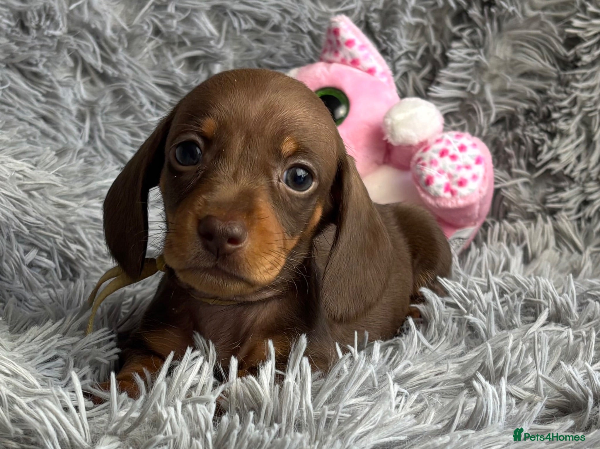 Miniature Dachshund dogs KC reg, PRA Clear Beautiful Natured Pups - Advert 2