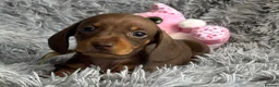 Miniature Dachshund dogs for sale: KC reg, PRA Clear Beautiful Natured Pups - Advert 2