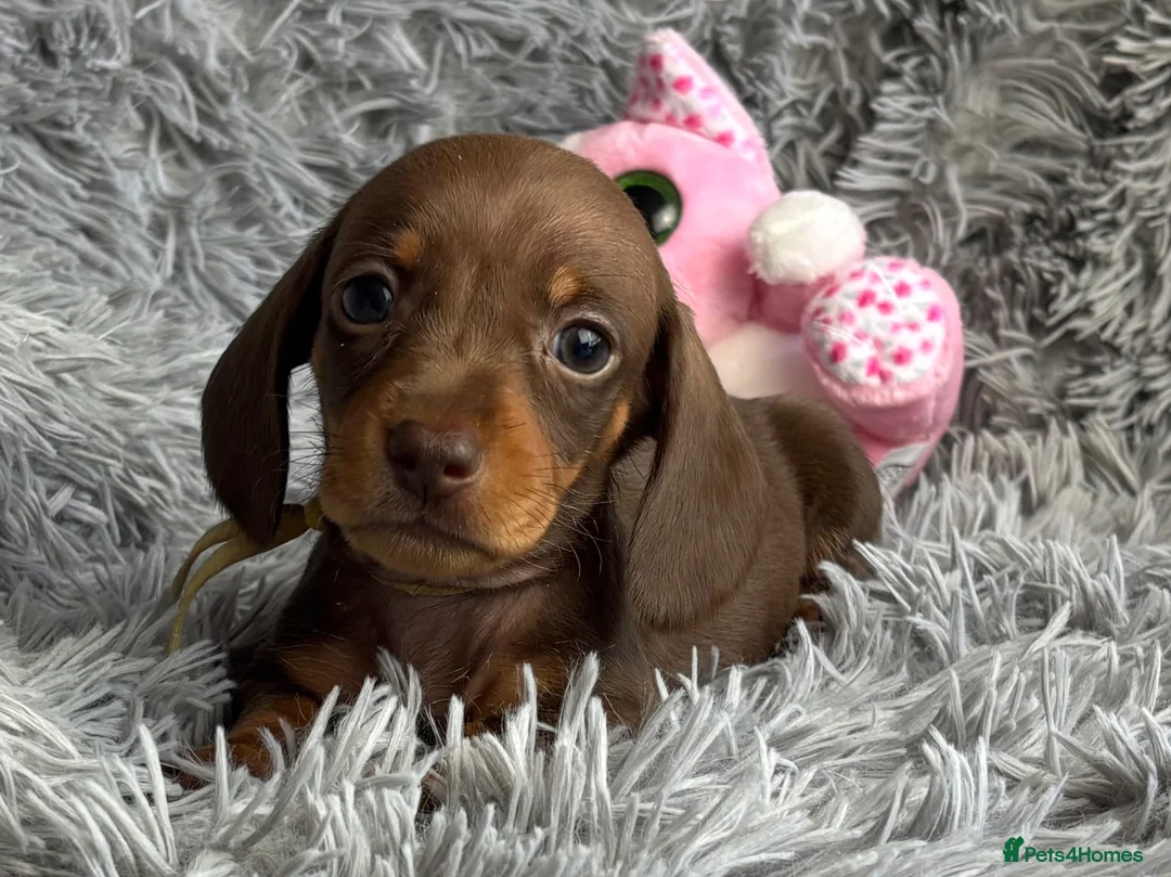 Miniature Dachshund dogs for sale: KC reg, PRA Clear Beautiful Natured Pups - Advert 2