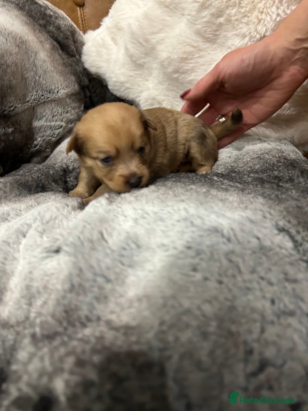 Mixed Breed dogs for sale: Miniature Dauchshund/ Pomeranian puppies for sale - Advert 30