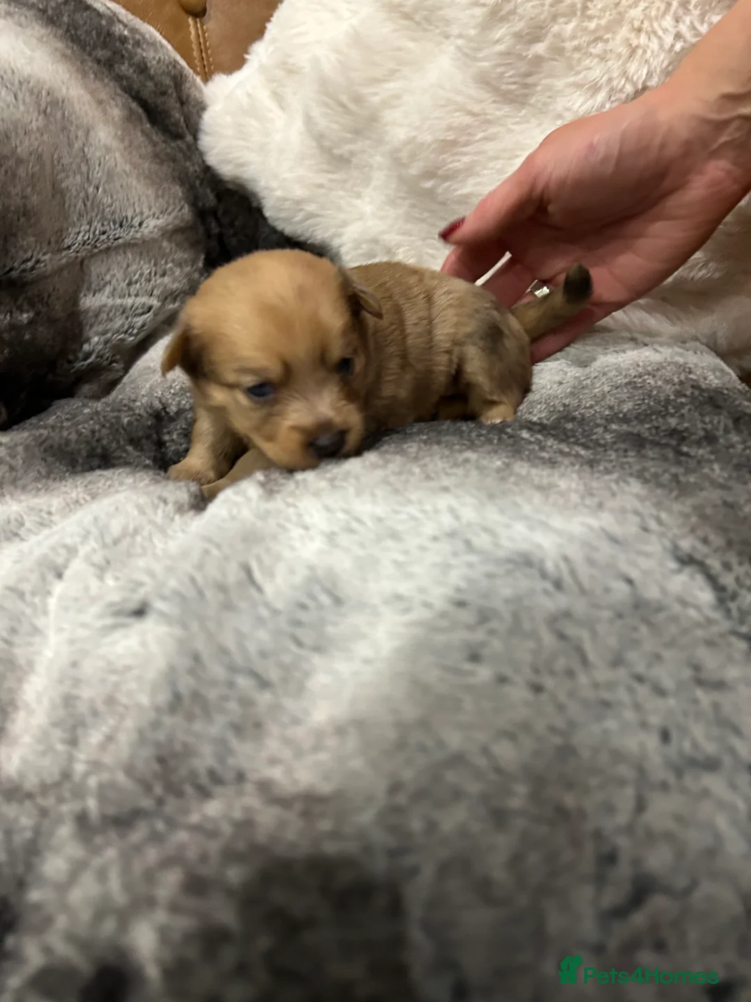 Mixed Breed dogs for sale: Miniature dachshund pomeranian sausage dog small  - Advert 31