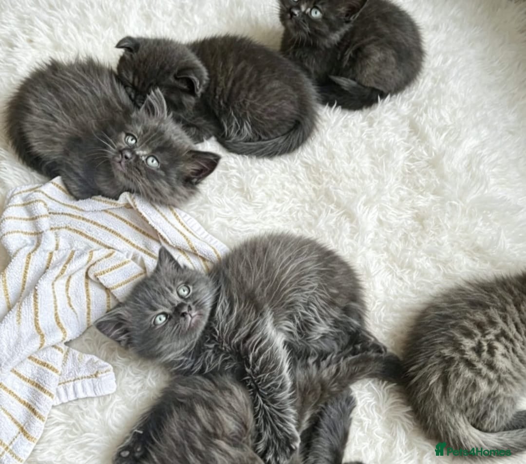 British Shorthair cats British shorthair fold kittens  - Advert 5