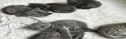 British Shorthair cats for sale: British shorthair fold kittens  - Advert 1