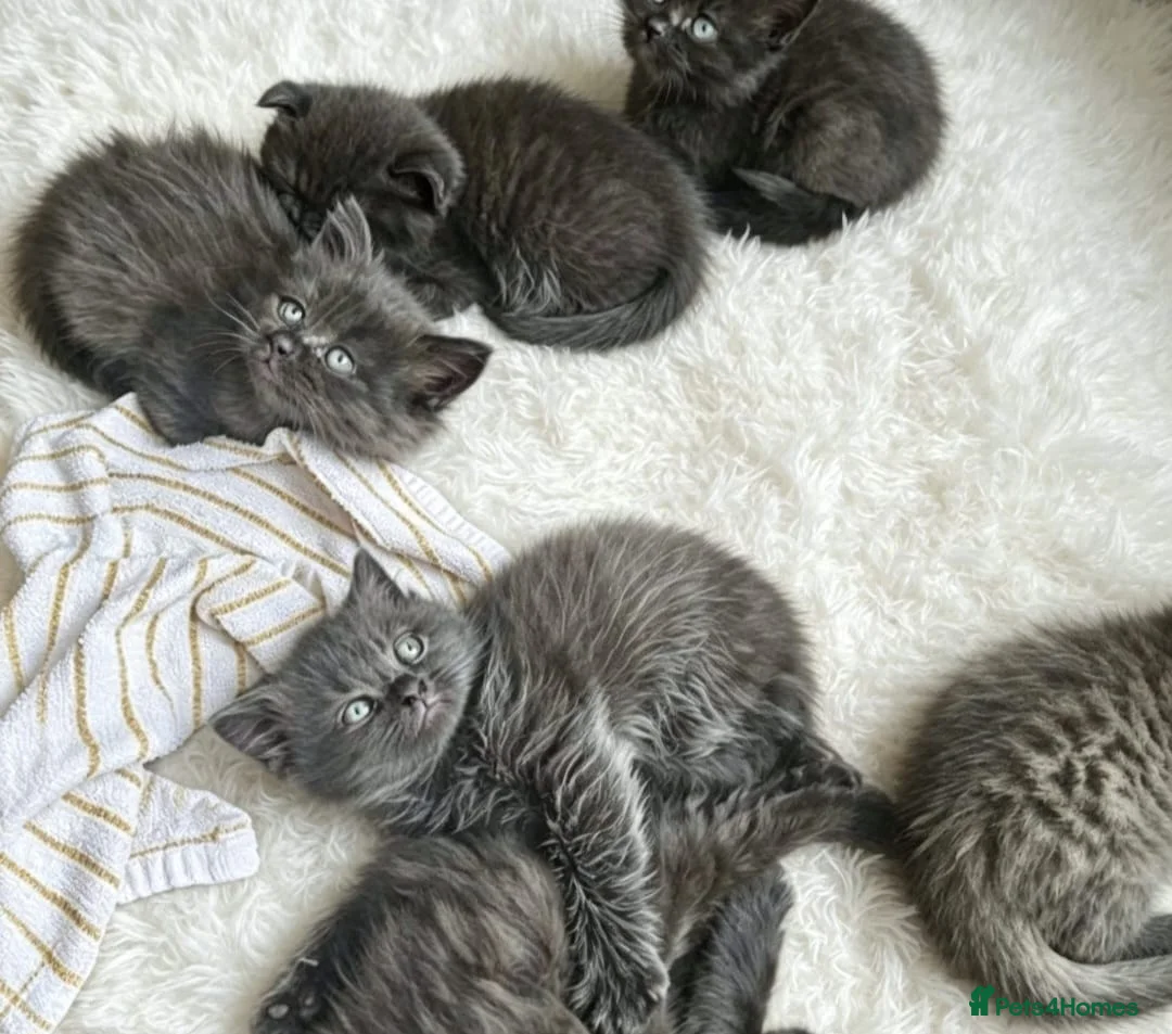 British Shorthair cats for sale: British shorthair fold kittens  - Advert 1