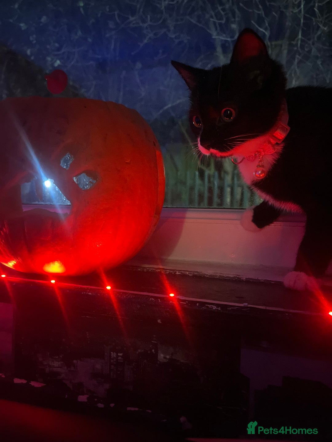 British Shorthair cats for sale: black and white young cat  - Advert 2