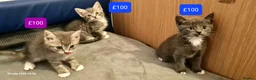 Mixed Breed cats for sale: Beautiful Mix Breed Kittens - Advert 15