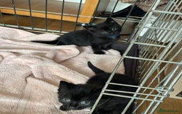 British Shorthair cats for sale: Litter of 5 lovely kittens  - Image 10