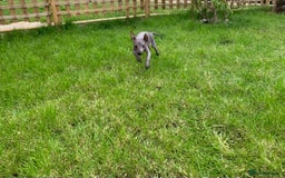 Mexican Hairless dogs for sale: Mexican hairless mini puppies for sale  in Wickford - Image 6