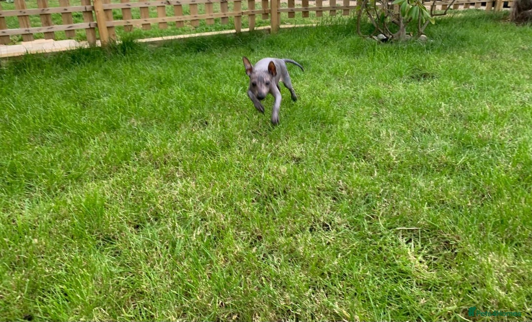 Mexican Hairless dogs for sale: Mexican hairless mini puppies for sale  in Wickford - Image 6