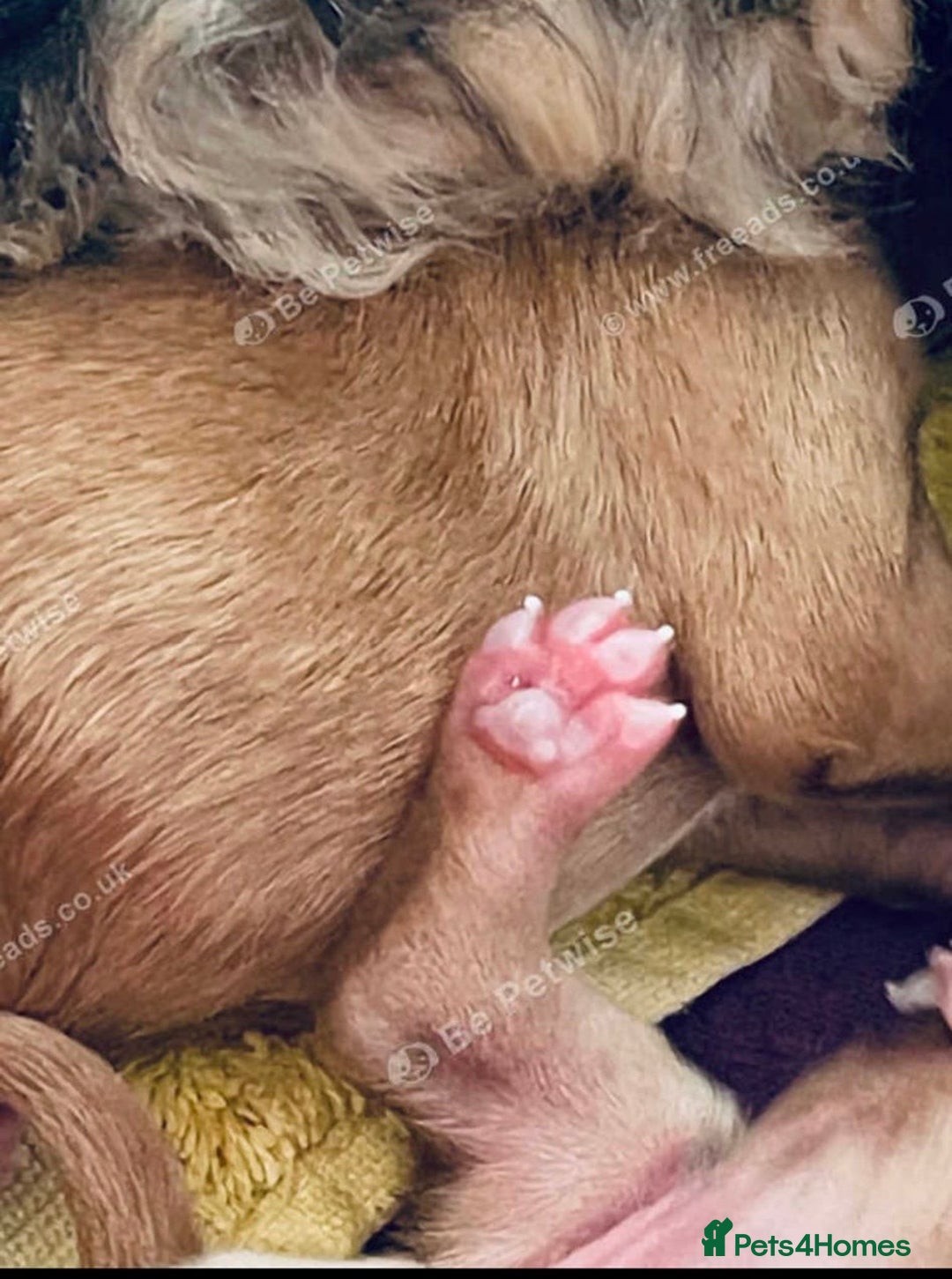 Cockapoo dogs for sale: Exceptional F2 cockapoo puppies available - Image 18
