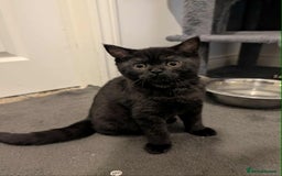 British Shorthair cats for sale: Ready now!! British shorthair kittens  - Image 11