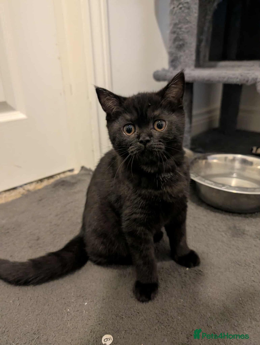 British Shorthair cats for sale: Ready now!! British shorthair kittens  - Image 11