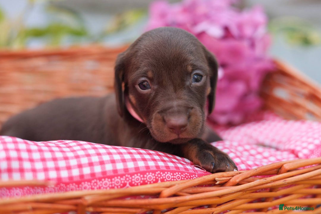 Dachshund dogs for sale: KC Miniature dachshunds puppies  - Image 18