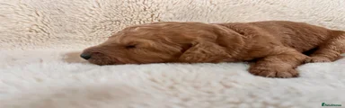 Goldendoodle 7