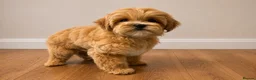 Maltipoo dogs for sale: Tiny Asian Maltipoo. DNA tested parents. - Advert 14