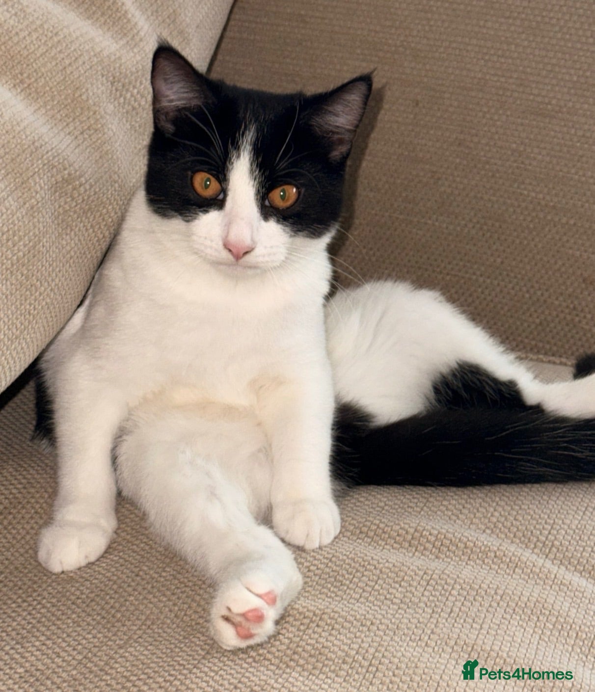Mixed Breed cats  ** s.  - Advert 1