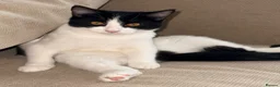 Mixed Breed cats for sale:  ** s.  - Advert 1