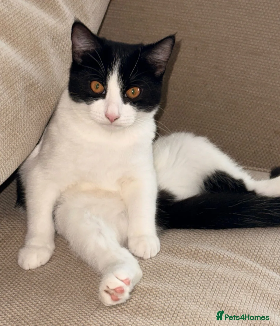 Mixed Breed cats for sale:  ** s.  - Advert 1