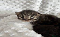 Mixed Breed cats for sale: Beautiful Persian Chinchilla cross kittens  - Image 11