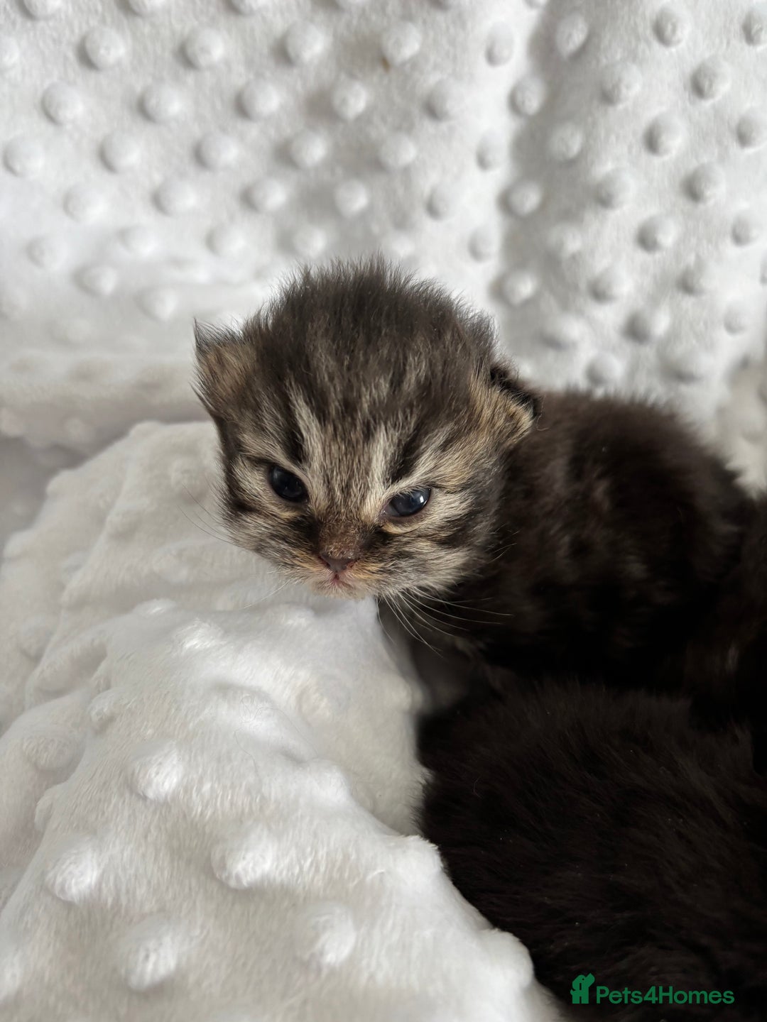 Mixed Breed cats for sale: Beautiful Persian Chinchilla cross kittens  - Image 11