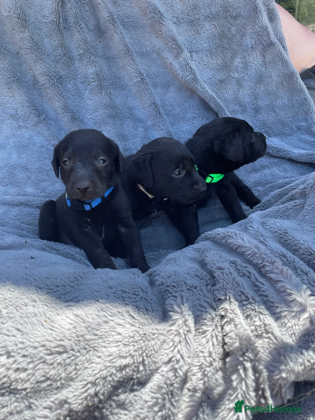 Labrador Retriever dogs for sale: Adorable KC Labrador Puppies for Sale - Advert 2