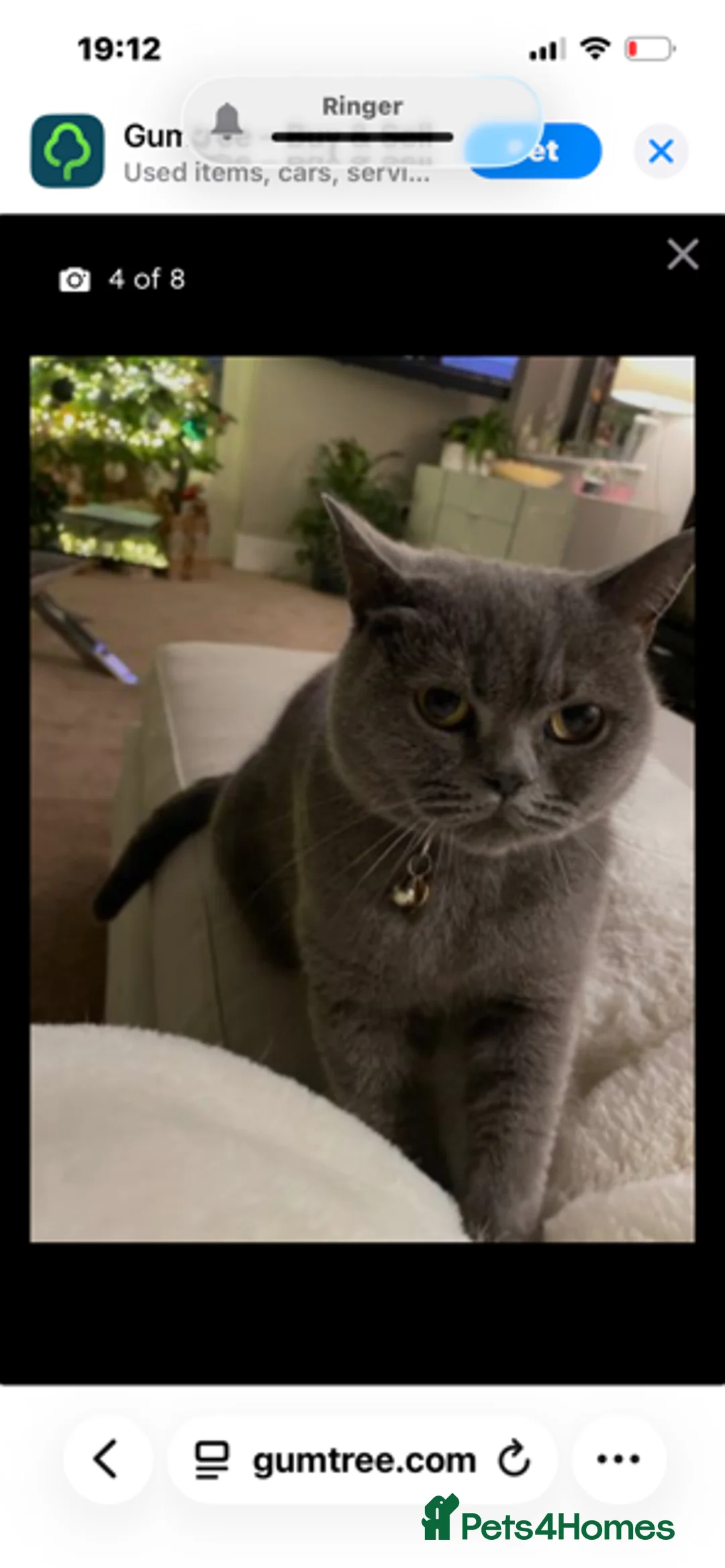 British Shorthair cats for sale: British Short Hair in Wolverhampton - Advert 2