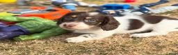 Miniature Dachshund dogs for sale: KC short haired and long haired puppies  - Advert 11
