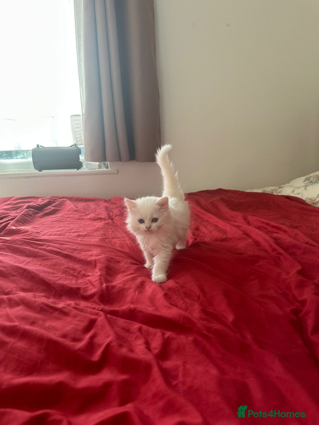 Mixed Breed cats for sale: 4 beautiful kitten - Image 9