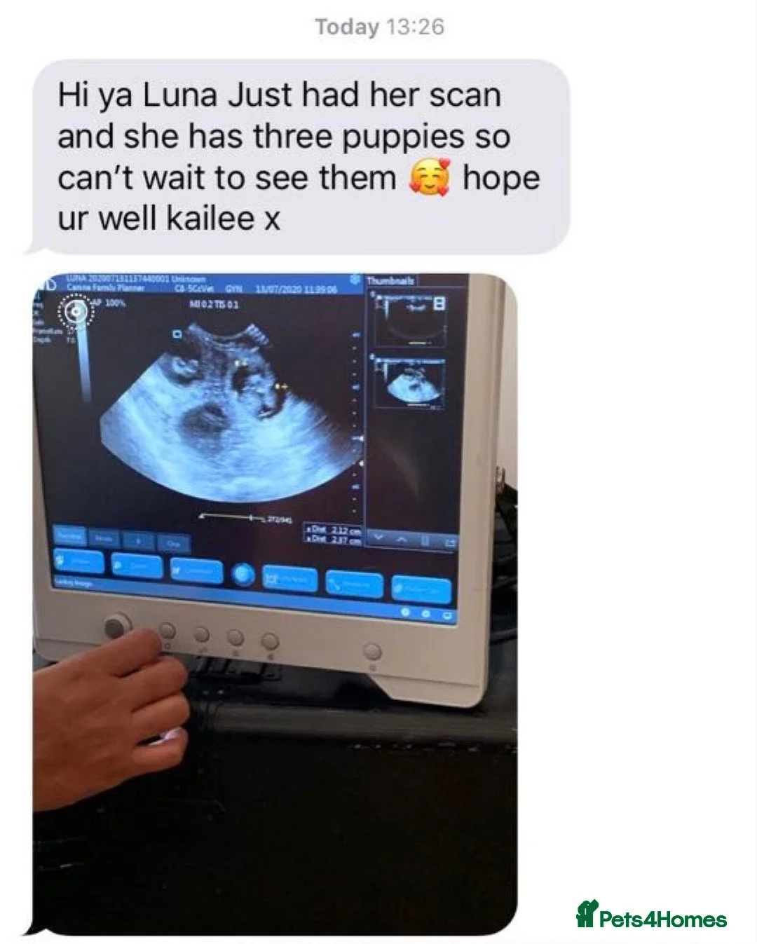 Yorkshire Terrier dogs for stud:  Miniature Experienced Yorkshire Terrier STUD  - Advert 8