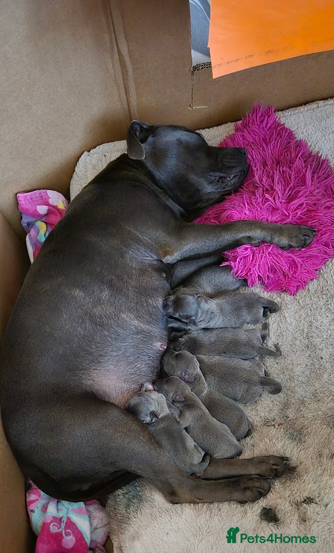 Staffordshire Bull Terrier dogs for sale: Family Raised Pure English staffies puppies - Advert 7