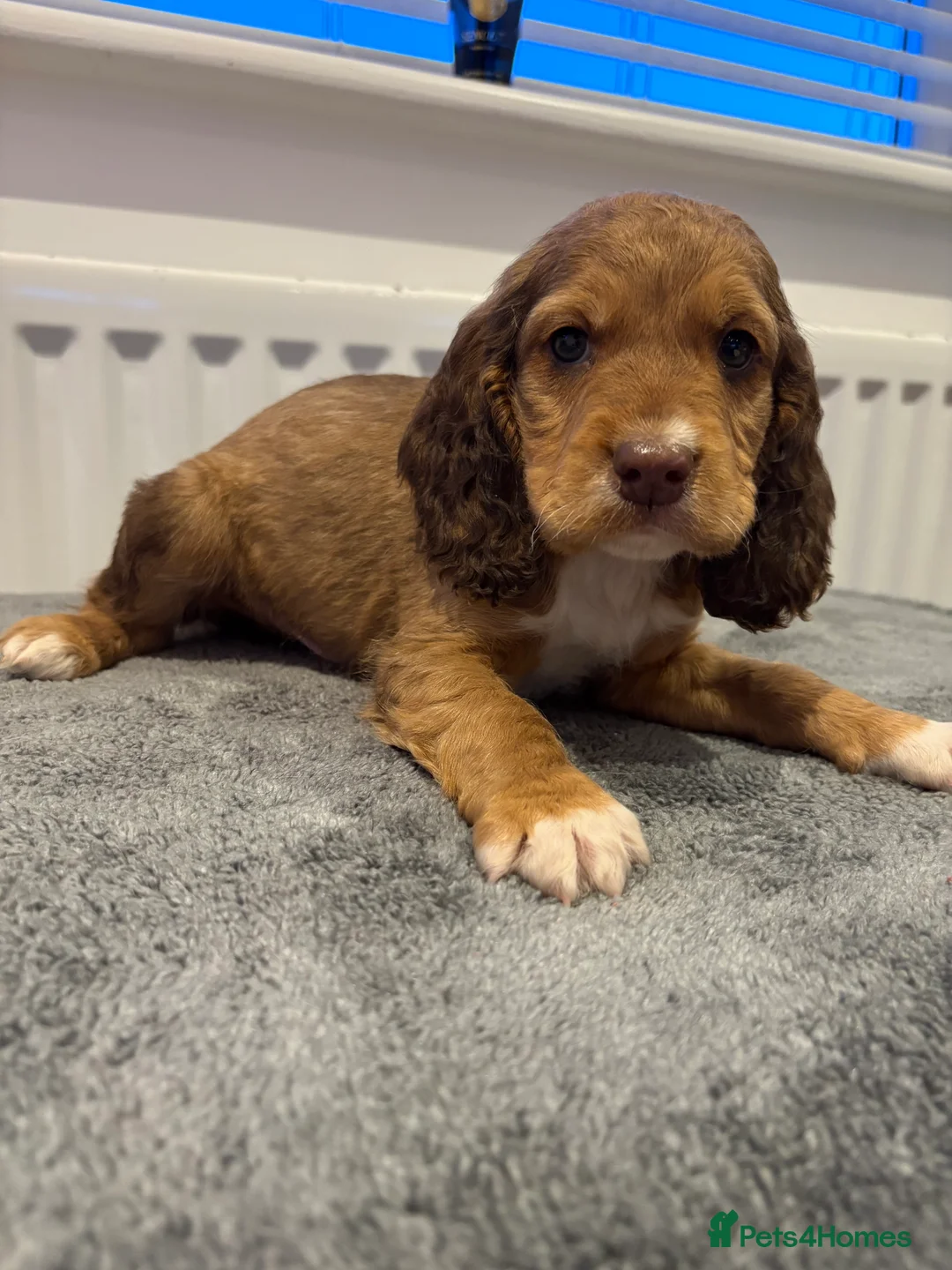 Cocker Spaniel dogs for sale: Cocker spaniel puppies  - Advert 18